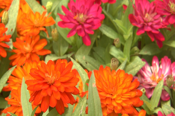 Profusion zinnias, beautiful, disease resistant flowers